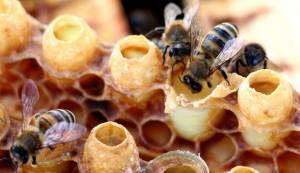 Пчелиное маточное молочко для иммунитета